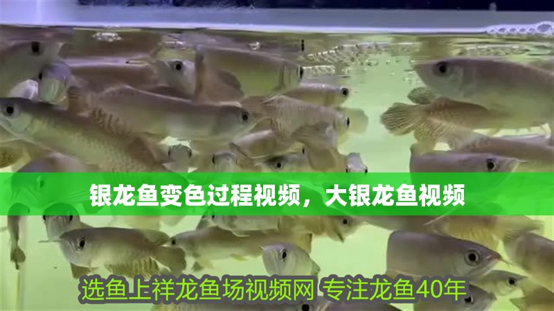 銀龍魚變色過程視頻，大銀龍魚視頻 銀龍魚變色過程視頻，大銀龍魚視頻 銀龍魚百科