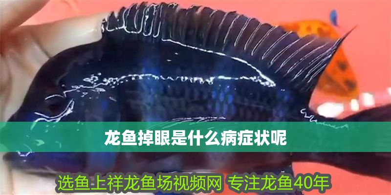 龍魚掉眼是什么病癥狀呢