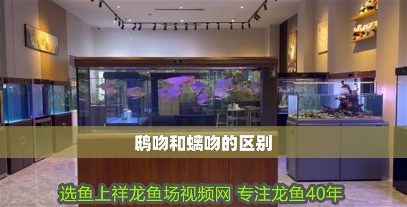 鴟吻和螭吻的區別