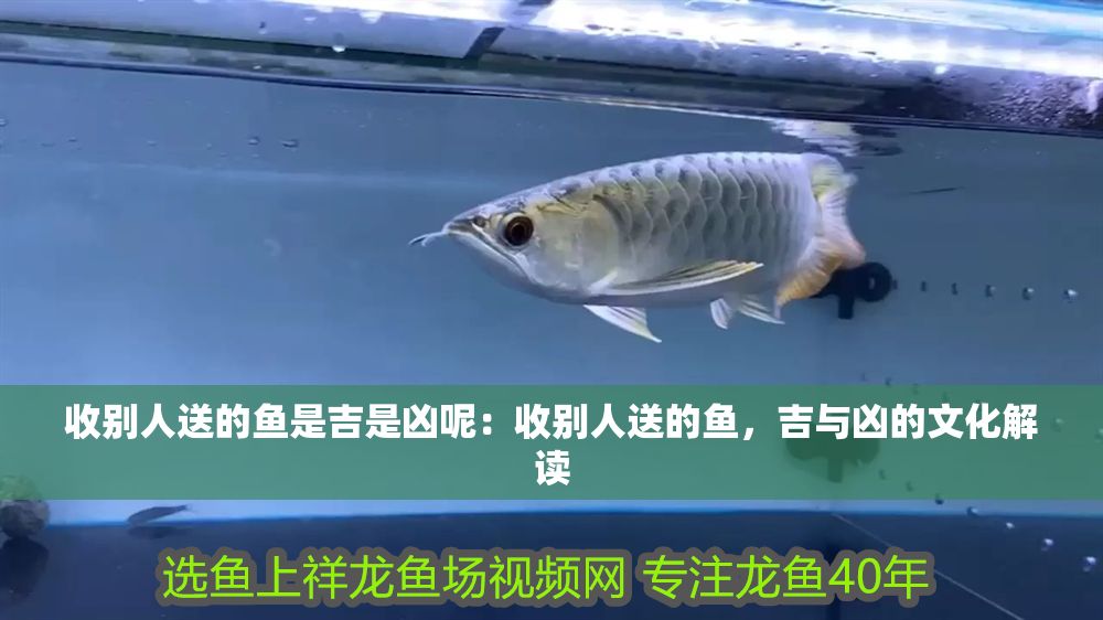 收別人送的魚(yú)是吉是兇呢：收別人送的魚(yú)，吉與兇的文化解讀