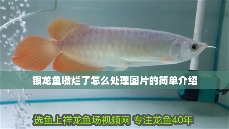 銀龍魚嘴爛了怎么處理圖片的簡單介紹 銀龍魚嘴爛了怎么處理圖片的簡單介紹 銀龍魚百科