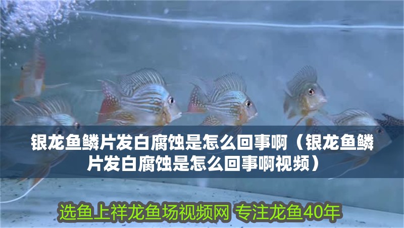 銀龍魚(yú)鱗片發(fā)白腐蝕是怎么回事啊（銀龍魚(yú)鱗片發(fā)白腐蝕是怎么回事啊視頻）
