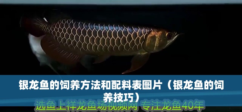 銀龍魚的飼養(yǎng)方法和配料表圖片（銀龍魚的飼養(yǎng)技巧）
