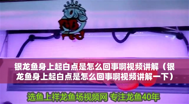 銀龍魚身上起白點是怎么回事啊視頻講解（銀龍魚身上起白點是怎么回事啊視頻講解一下）
