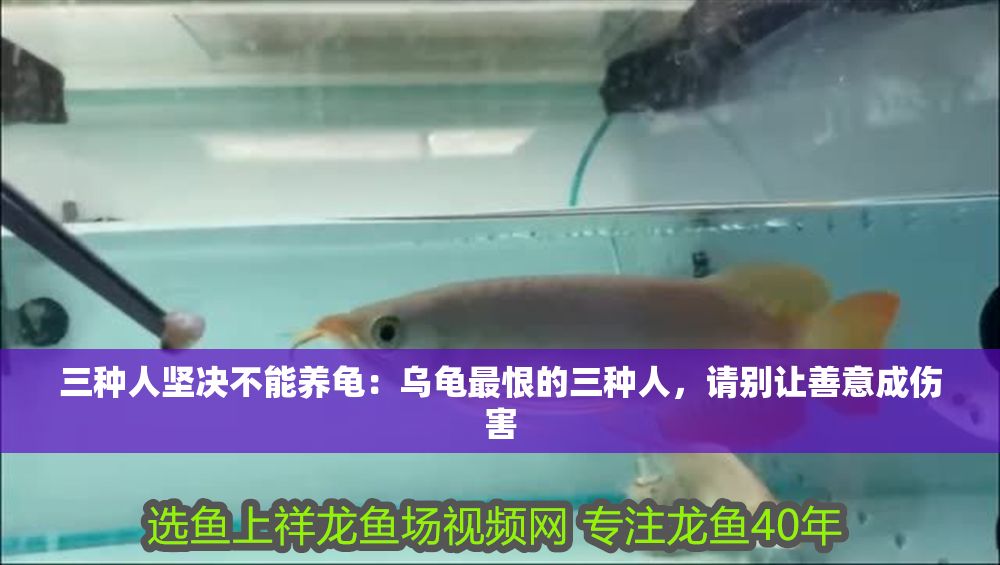 三種人堅(jiān)決不能養(yǎng)龜：烏龜最恨的三種人，請(qǐng)別讓善意成傷害