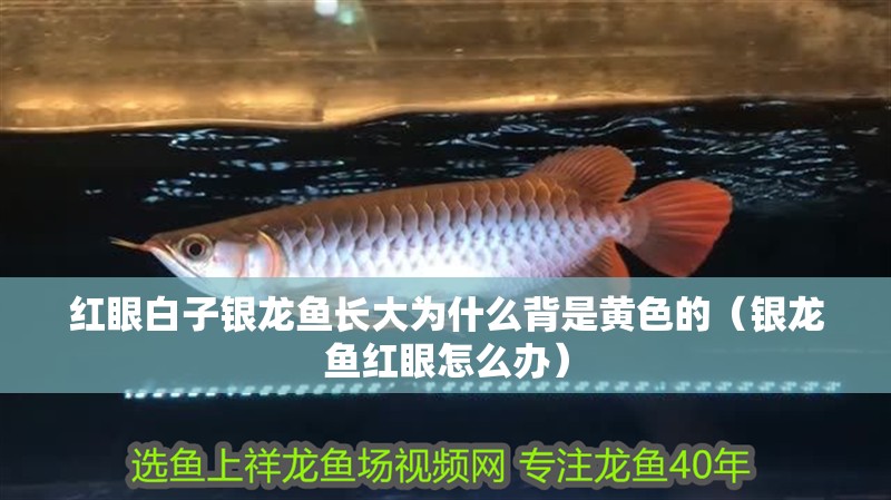 紅眼白子銀龍魚長(zhǎng)大為什么背是黃色的（銀龍魚紅眼怎么辦） 紅眼白子銀龍魚長(zhǎng)大為什么背是黃色的（銀龍魚紅眼怎么辦） 銀龍魚百科