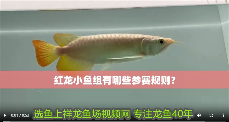 紅龍小魚組有哪些參賽規則？ 紅龍小魚組有哪些參賽規則？ 2025長城杯龍魚大賽