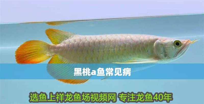 黑桃a魚常見病 黑桃a魚常見病 龍魚論壇