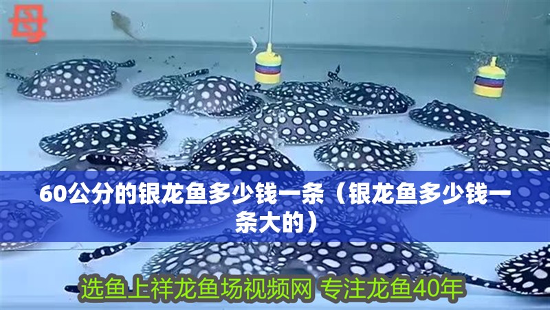 60公分的銀龍魚多少錢一條（銀龍魚多少錢一條大的）