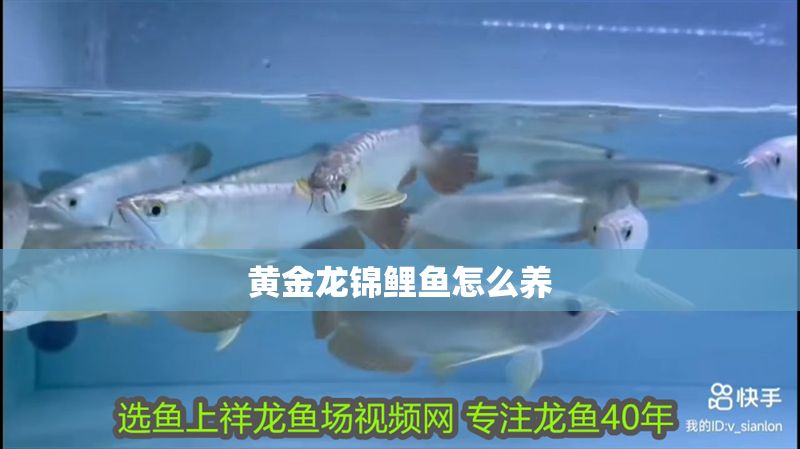 黃金龍錦鯉魚怎么養