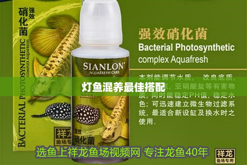 燈魚混養最佳搭配