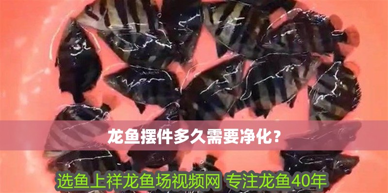龍魚擺件多久需要凈化？
