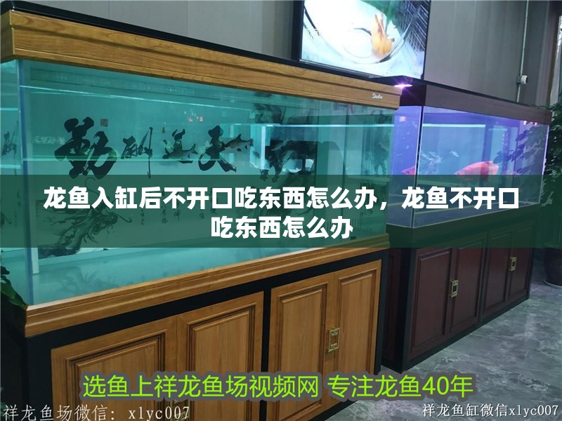 龍魚入缸后不開口吃東西怎么辦，龍魚不開口吃東西怎么辦