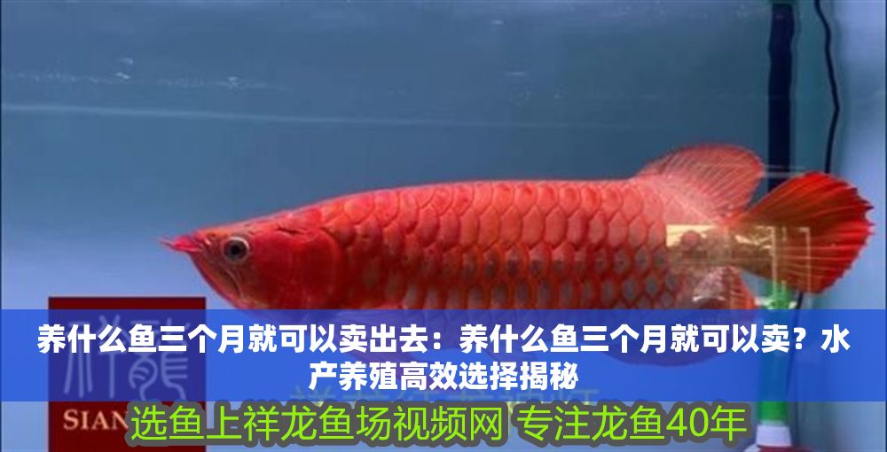 養什么魚三個月就可以賣出去：養什么魚三個月就可以賣？水產養殖高效選擇揭秘