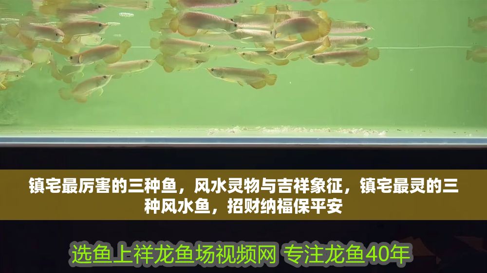 鎮宅最厲害的三種魚，風水靈物與吉祥象征，鎮宅最靈的三種風水魚，招財納福保平安