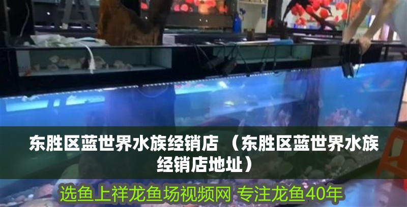 東勝區藍世界水族經銷店 （東勝區藍世界水族經銷店地址）