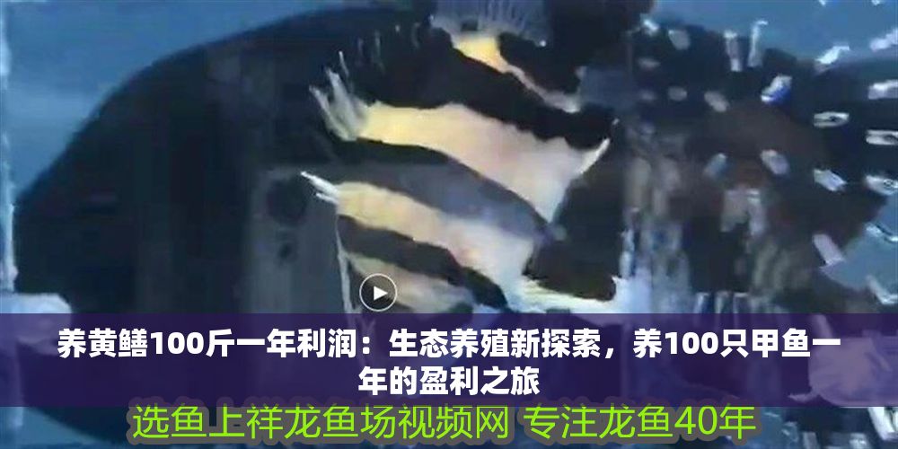 養黃鱔100斤一年利潤：生態養殖新探索，養100只甲魚一年的盈利之旅