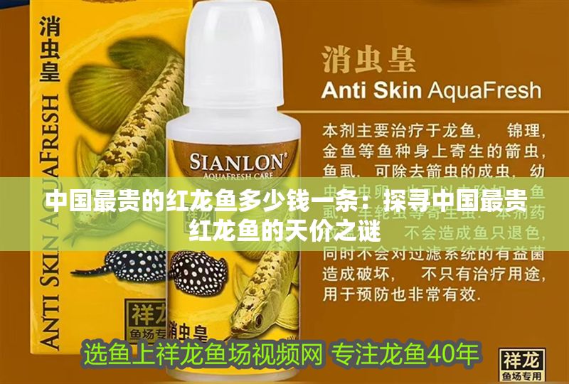 中國最貴的紅龍魚多少錢一條：探尋中國最貴紅龍魚的天價之謎