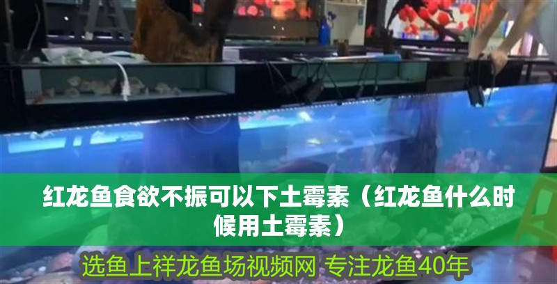 紅龍魚食欲不振可以下土霉素（紅龍魚什么時候用土霉素） 紅龍魚食欲不振可以下土霉素（紅龍魚什么時候用土霉素） 全國水族館企業名錄