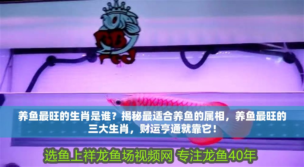 養(yǎng)魚最旺的生肖是誰？揭秘最適合養(yǎng)魚的屬相，養(yǎng)魚最旺的三大生肖，財(cái)運(yùn)亨通就靠它！