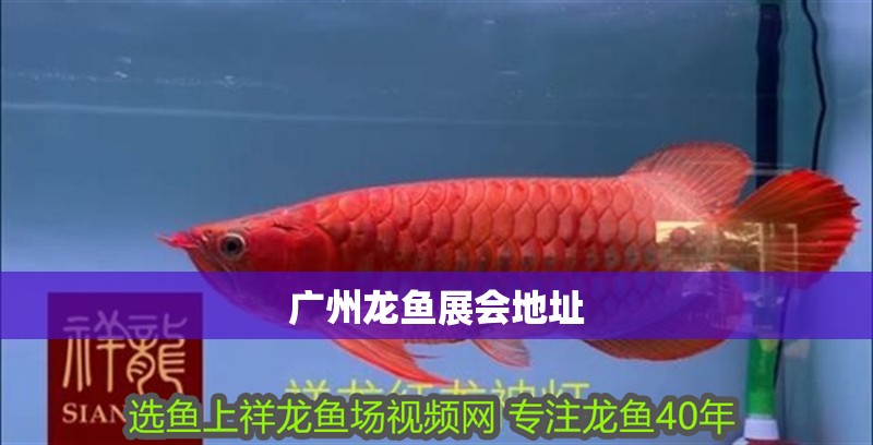 廣州龍魚展會地址