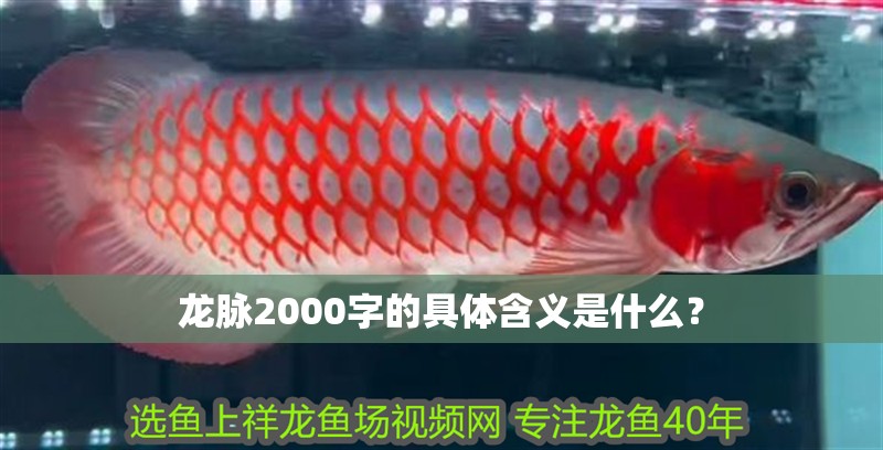 龍脈2000字的具體含義是什么？
