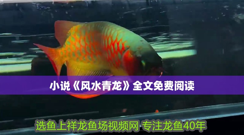 小說《風水青龍》全文免費閱讀