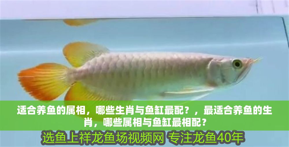 適合養(yǎng)魚的屬相，哪些生肖與魚缸最配？，最適合養(yǎng)魚的生肖，哪些屬相與魚缸最相配？ 適合養(yǎng)魚的屬相，哪些生肖與魚缸最配？，最適合養(yǎng)魚的生肖，哪些屬相與魚缸最相配？ 龍魚百科 第1張