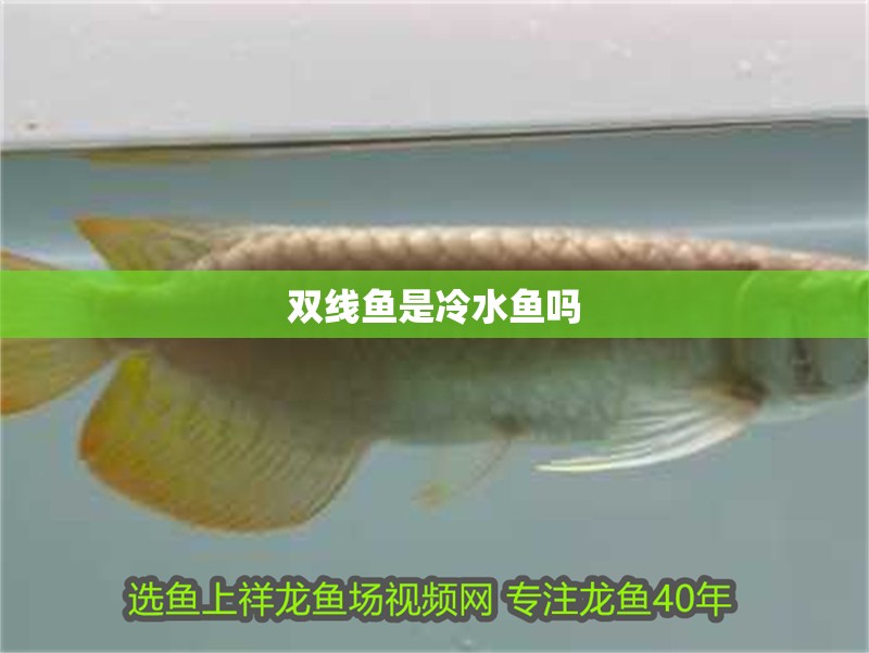 雙線魚是冷水魚嗎