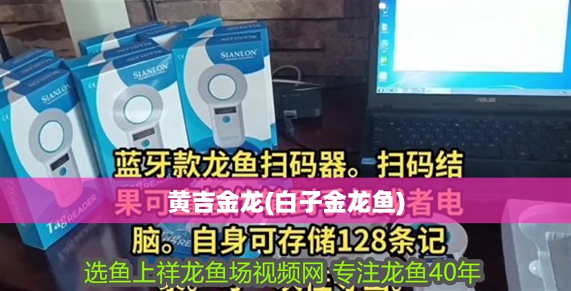 黃吉金龍(白子金龍魚)