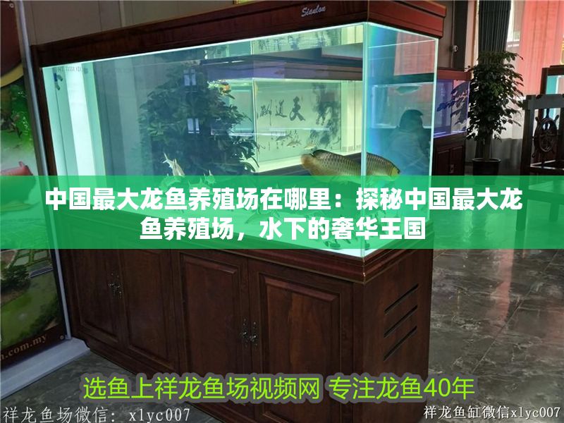 中國最大龍魚養(yǎng)殖場在哪里：探秘中國最大龍魚養(yǎng)殖場，水下的奢華王國