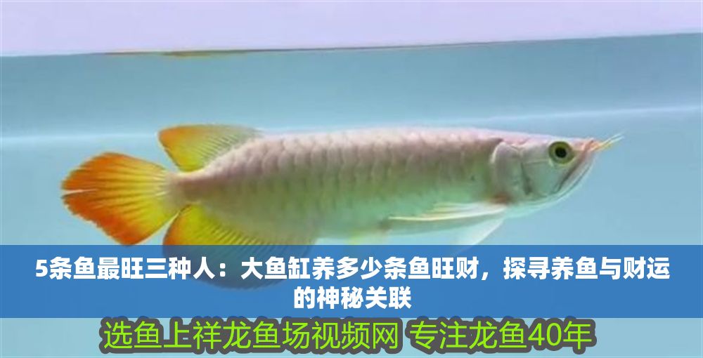 5條魚最旺三種人：大魚缸養多少條魚旺財，探尋養魚與財運的神秘關聯