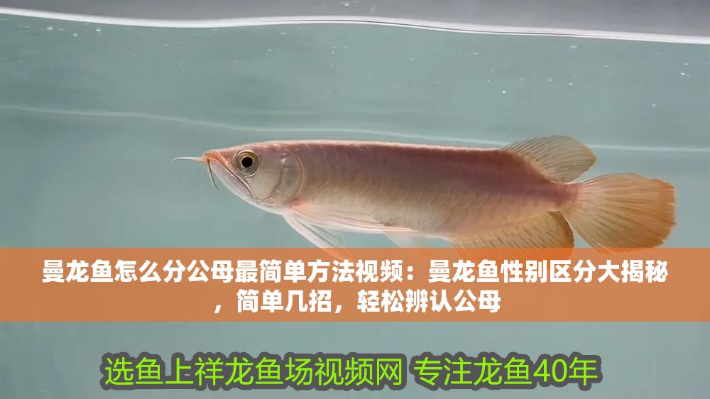 曼龍魚怎么分公母最簡單方法視頻：曼龍魚性別區分大揭秘，簡單幾招，輕松辨認公母