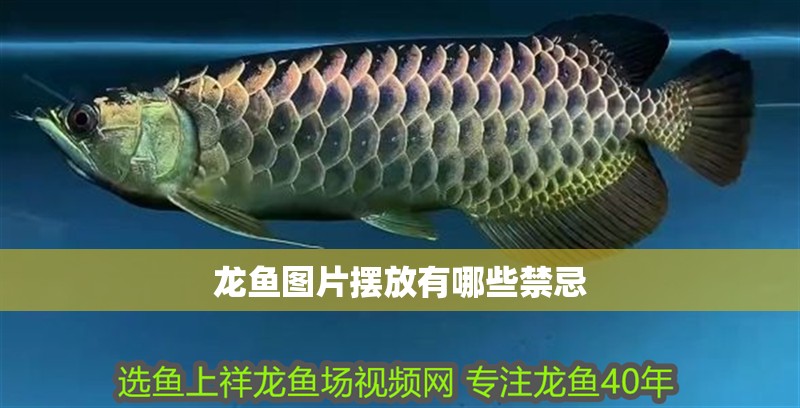 龍魚圖片擺放有哪些禁忌