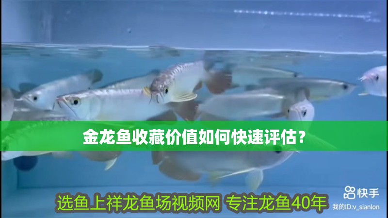 金龍魚收藏價值如何快速評估？