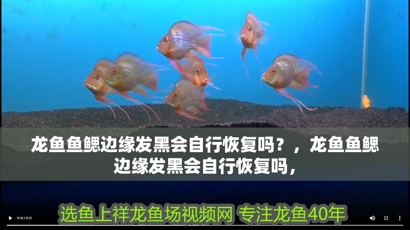 魚缸用增氧泵價格是多少:魚缸增氧機-xtrac增氧機-xtrac增氧機 龍魚魚鰓邊緣發黑會自行恢復嗎?,龍魚魚鰓邊緣發黑會自行恢復嗎, 龍魚百科 龍魚魚鰓邊緣發黑會自行恢復嗎?,龍魚魚鰓邊緣發黑會自行恢復嗎, 龍魚魚鰓邊緣發黑會自行恢復嗎?,龍魚魚鰓邊緣發黑會自行恢復嗎, 龍魚百科
