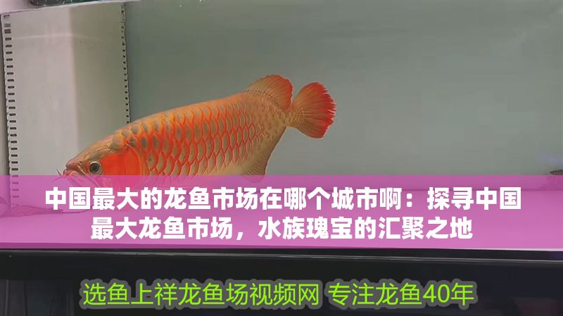 中國最大的龍魚市場在哪個城市?。禾綄ぶ袊畲簖堲~市場，水族瑰寶的匯聚之地