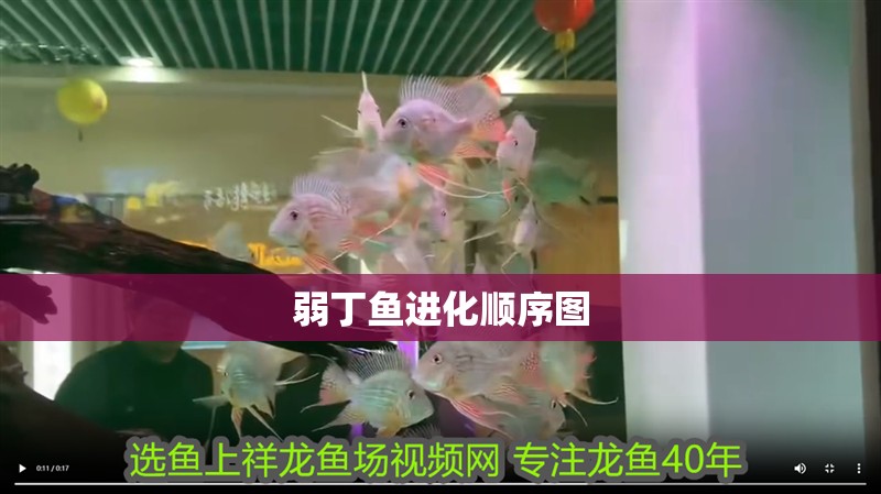 弱丁魚進化順序圖