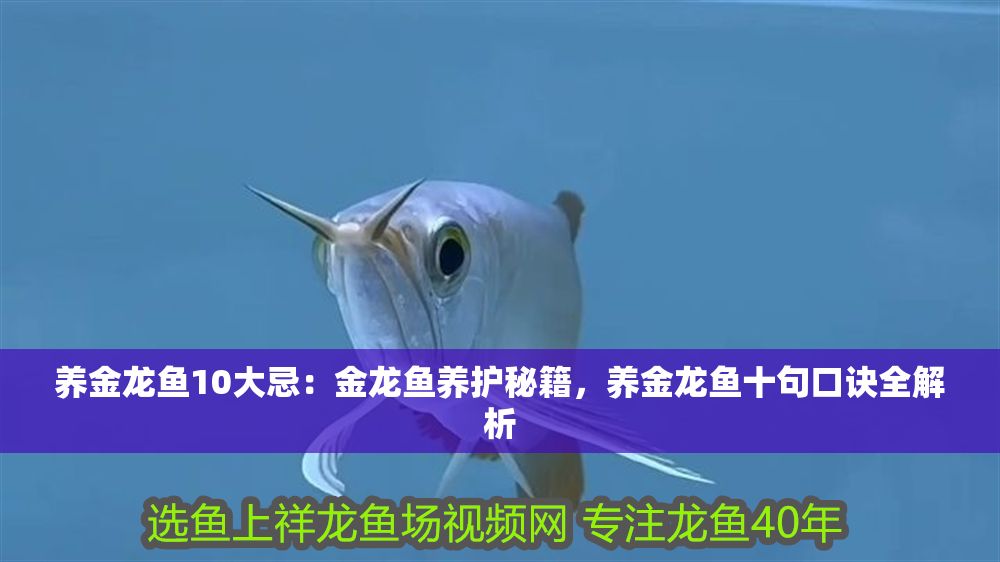詳細閱讀:養金龍魚10大忌:金龍魚養護秘籍,養金龍魚十句口訣全解析 養金龍魚10大忌:金龍魚養護秘籍,養金龍魚十句口訣全解析