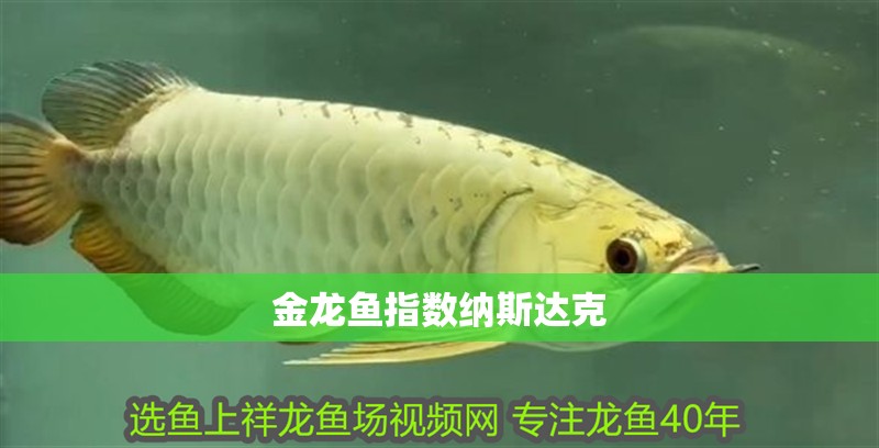 金龍魚指數(shù)納斯達(dá)克