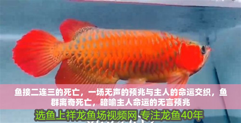 魚接二連三的死亡，一場無聲的預兆與主人的命運交織，魚群離奇死亡，暗喻主人命運的無言預兆
