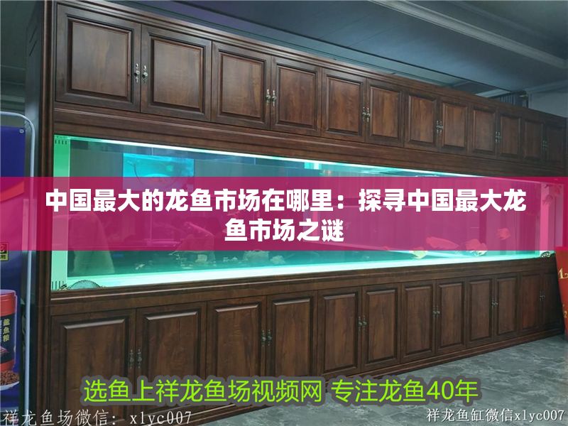 中國最大的龍魚市場在哪里：探尋中國最大龍魚市場之謎