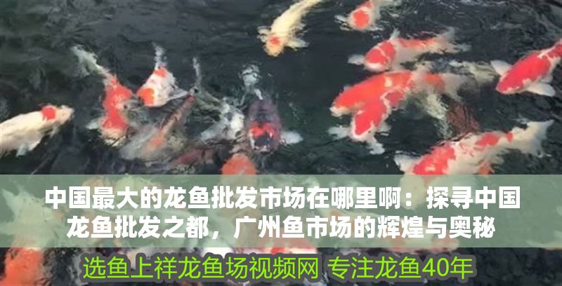 中國最大的龍魚批發市場在哪里啊：探尋中國龍魚批發之都，廣州魚市場的輝煌與奧秘