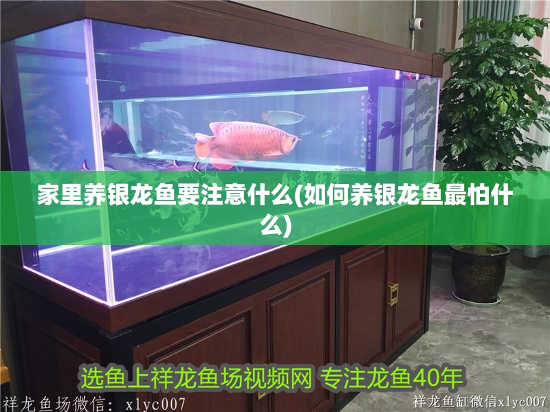家里養銀龍魚要注意什么(如何養銀龍魚最怕什么)