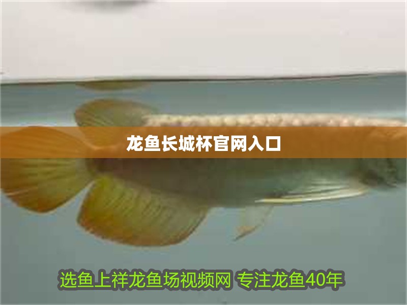 龍魚長城杯官網入口