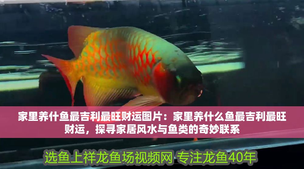 家里養(yǎng)什魚最吉利最旺財運圖片：家里養(yǎng)什么魚最吉利最旺財運，探尋家居風(fēng)水與魚類的奇妙聯(lián)系