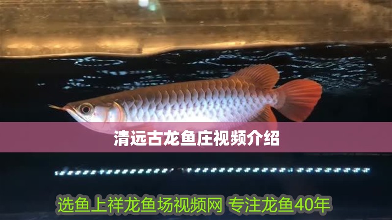 清遠(yuǎn)古龍魚(yú)莊視頻介紹