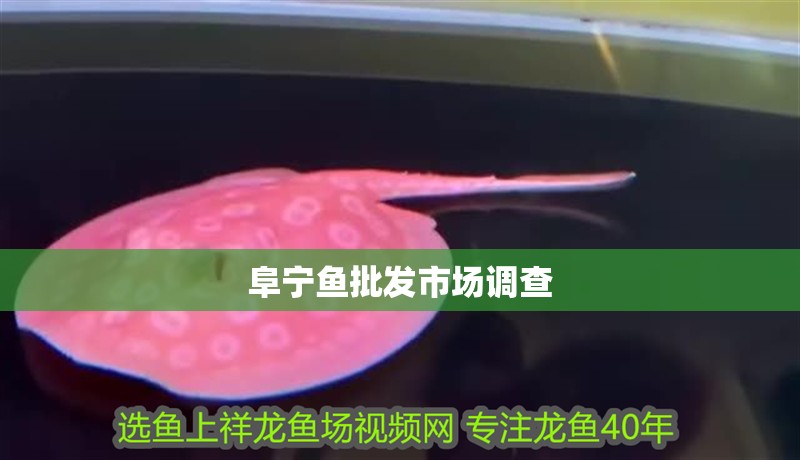 阜寧魚批發(fā)市場調(diào)查