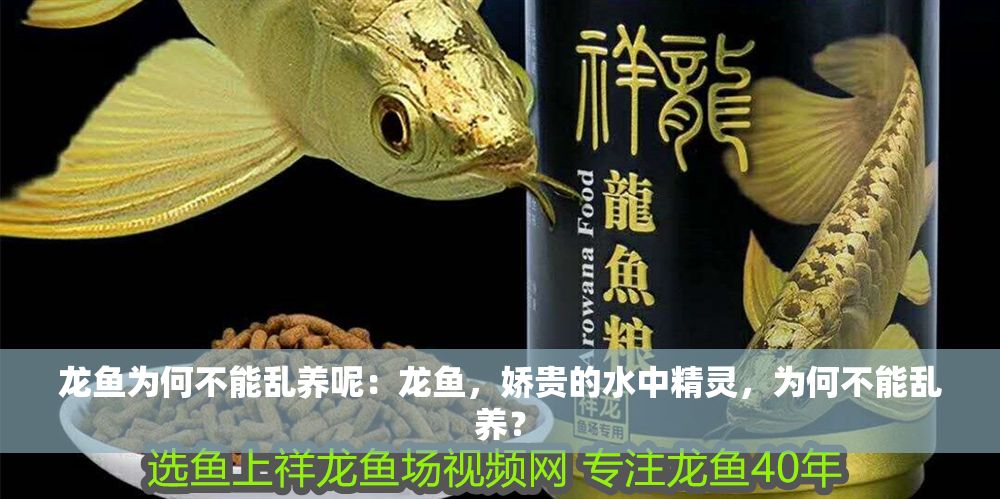 龍魚為何不能亂養呢：龍魚，嬌貴的水中精靈，為何不能亂養？