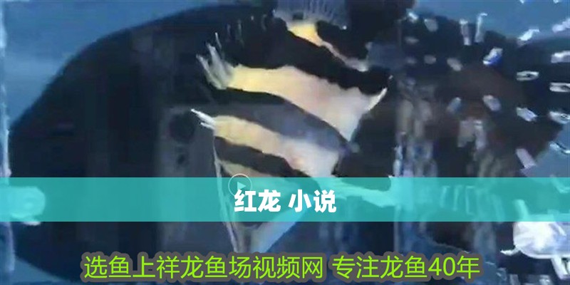 紅龍 小說